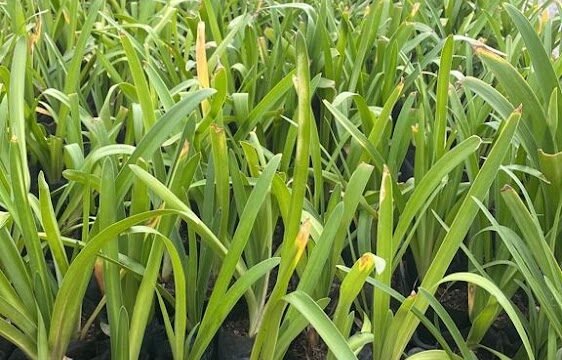 Flora Muscari