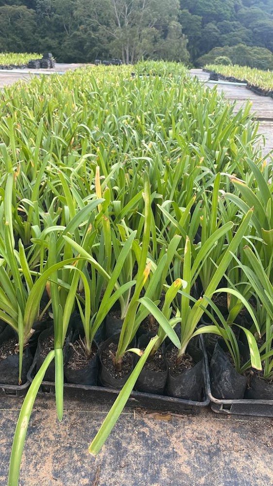 Flora Muscari