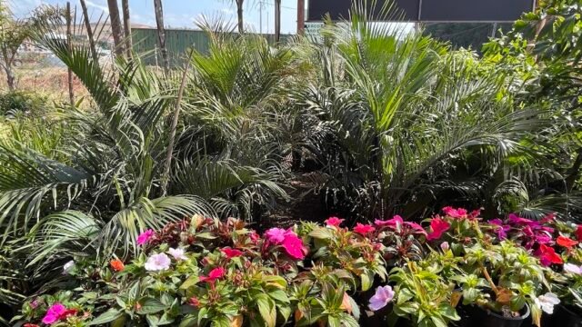 Flora Rodrigues Garden Center
