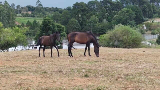 Haras Nevoeiro