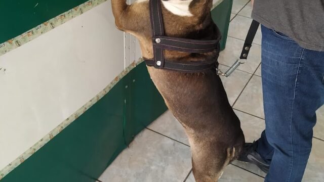 Jerusa de C Alvarenga M Mascia