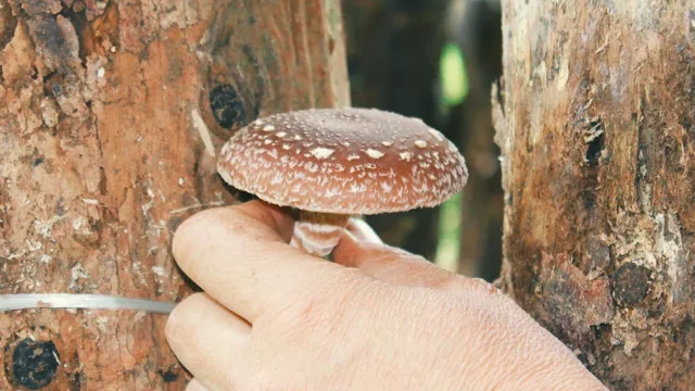 Quintal-da-Leontina