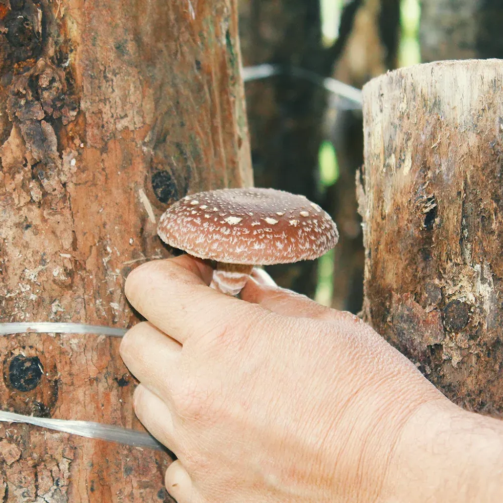 Quintal-da-Leontina