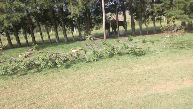 Vega Verduras – Sitio e reserva Dra. Ivete Marchette