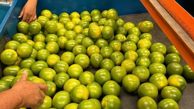 Vita Brasil Comercio e Distribuicao de HortiFruti